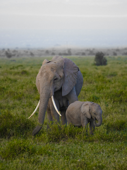 Les éléphants d'Amboseli - Kenya