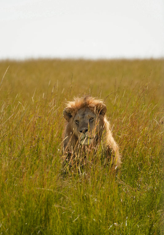 The King - Kenya