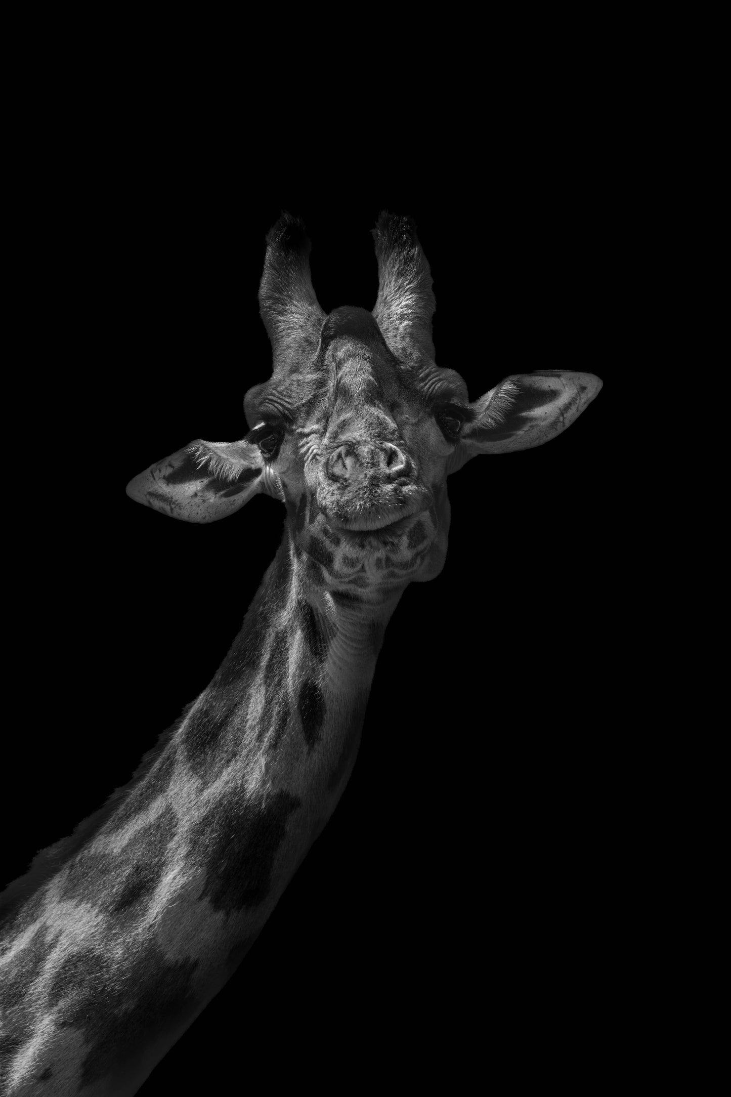 Girafe Masaï - Kenya