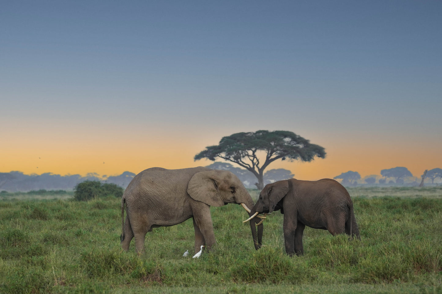 Coucher de soleil à Amboseli - Kenya