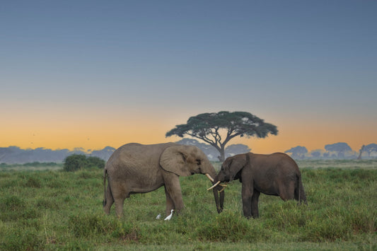 Coucher de soleil à Amboseli - Kenya