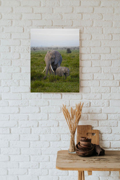 Les éléphants d'Amboseli - Kenya